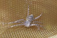 Philodromus