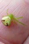 Ebrechtella tricuspidata