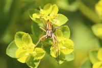 Pisaura mirabilis