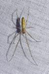 Tetragnatha