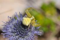 Thomisus onustus