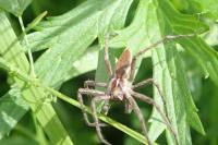 Pisaura mirabilis