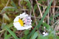 Thomisus onustus