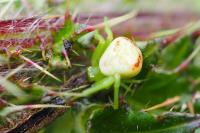Ebrechtella tricuspidata