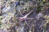 Pisaura mirabilis