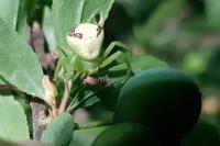 Ebrechtella tricuspidata