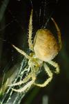 Araneus pallidus