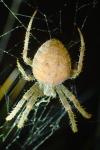 Araneus pallidus