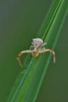Thomisus onustus
