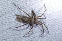 Pisaura mirabilis