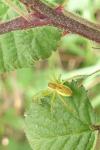 Dolomedes fimbriatus / Dolomedes plantarius