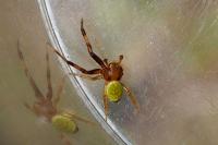 Ebrechtella tricuspidata