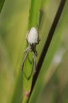 Uloborus walckenaerius