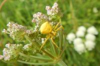 Thomisus onustus