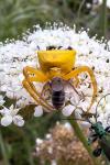 Thomisus onustus