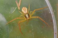 Runcinia grammica