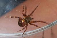 Araneus angulatus