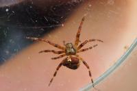 Araneus angulatus