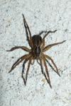 Hogna radiata