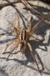 Hogna radiata
