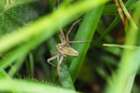 Pisaura mirabilis