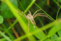Pisaura mirabilis