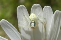 Misumena vatia