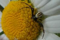 Misumena vatia