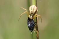Runcinia grammica