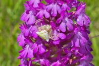 Thomisus onustus
