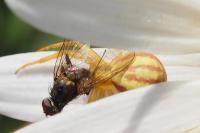 Runcinia grammica