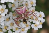 Thomisus onustus