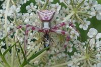 Thomisus onustus
