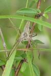 Pisaura mirabilis
