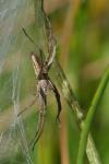 Pisaura mirabilis