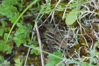 Hogna radiata