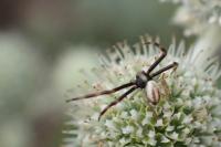 Misumena vatia