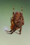 Araneus diadematus