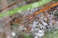 Agelena labyrinthica