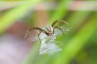 Argiope bruennichi