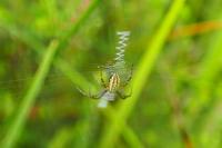 Argiope bruennichi