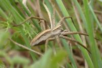 Pisaura mirabilis