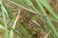 Pisaura mirabilis