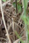Pisaura mirabilis