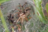 Agelena labyrinthica