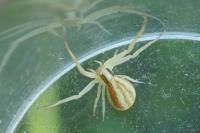 Runcinia grammica