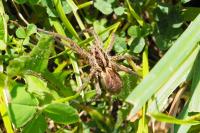 Hogna radiata