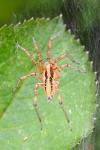 Agelena labyrinthica