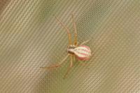 Runcinia grammica