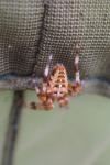 Araneus diadematus